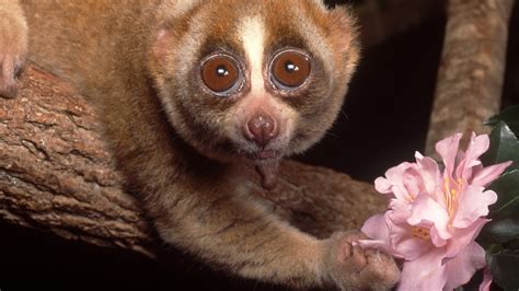 Rescued slow lorises returned to wild in SW China - CGTN