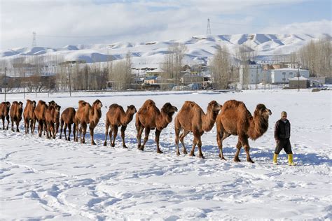 Camels in the snow – Middle East Monitor