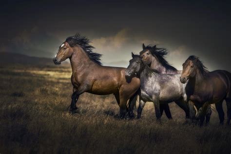 Behold Freedom: Wild Mustangs of Onaqui Mountains | HORSE NATION