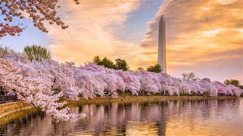 Washington, D.C. cherry blossoms: Everything you need to know about ...