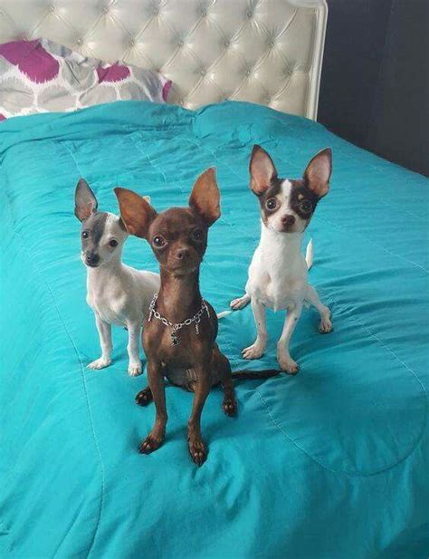 Pin by Shae Hargreaves on Animals | Chihuahua puppies, Cute baby animals, Cute chihuahua
