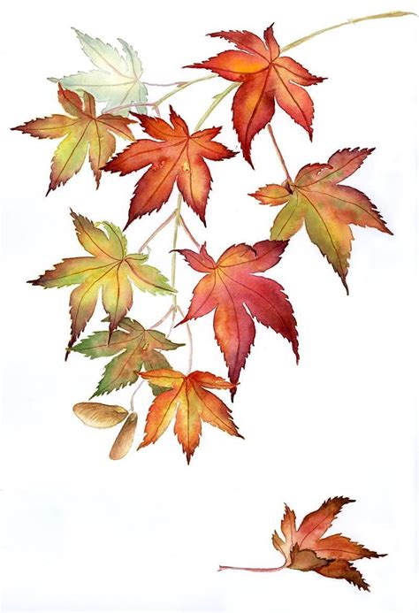 Japanese maples, watercolor #japanesemaple Japanese maples, watercolor ...