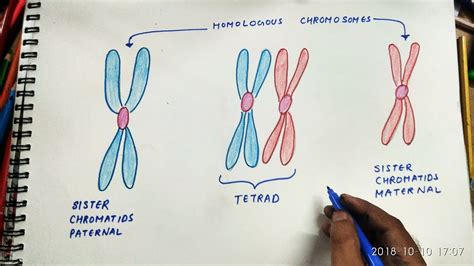 how to draw tetrad chromosomes - YouTube