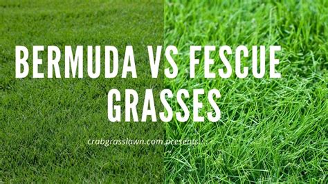 Bermuda Grass vs Fescue: Differences and Identification (with Pictures ...