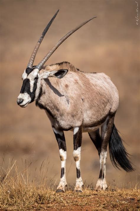 Oryx by Klaus Haiml | Horses, Klaus, Animals