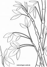 Bamboo Coloring Template Sketch Page sketch template