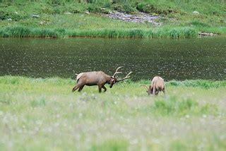 Elk at Milner Pass | Steve Voght | Flickr