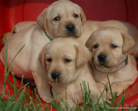 Free download Three Labrador Retriever puppies photo and wallpaper [1280x1024] for your Desktop ...
