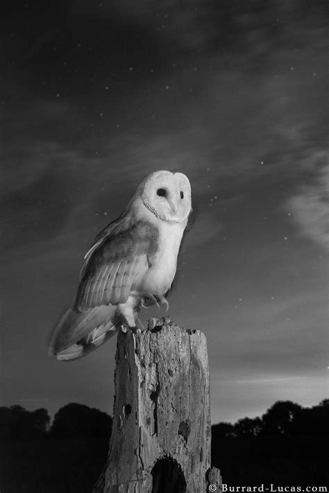 Barn Owls in Infrared – a project in Britain! - Will Burrard-Lucas Blog