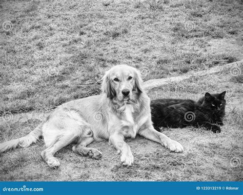 Golden Dog Play with Black Cat in the Green Grass. Friends Play Stock Image - Image of licking ...