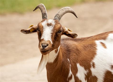 Goat Vs. Ram All Differences Explained - Animallot