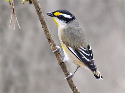 Striated Pardalote - eBird