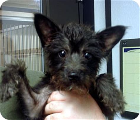 Manassas, VA - Scottie, Scottish Terrier. Meet Alexis a Pet for Adoption.