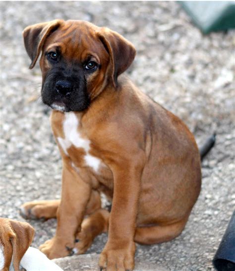 Boxer Puppy Cute Sad Face Free Stock Photo - Public Domain Pictures