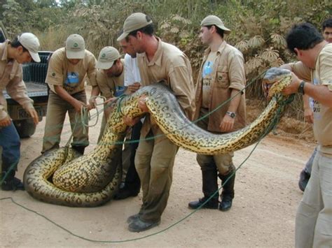 mridulgame: Anaconda Snake