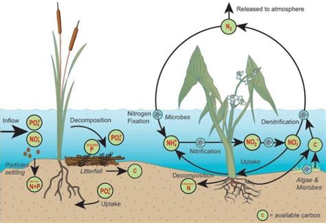 Wetlands are Magicians of Water Quality Improvement