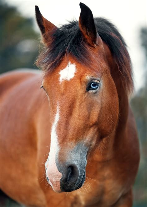 Do Horses with Blue Eyes See Better?