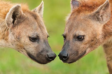 Spotted Hyena Female