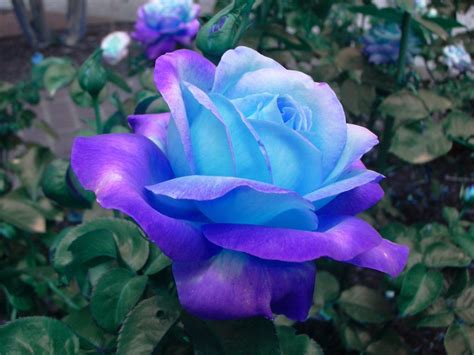 Light Blue Roses Wallpapers - Wallpaper Cave