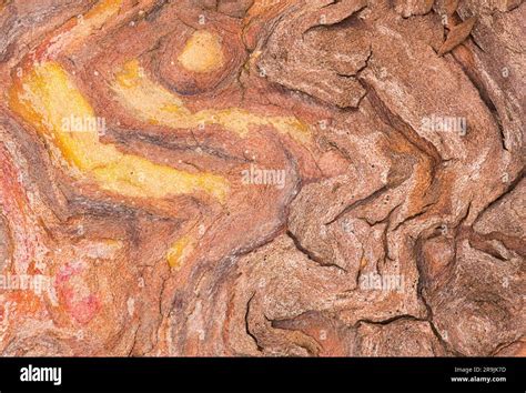 Macro image of patterns in the bark of a Madrona Arbutus menziesii tree ...