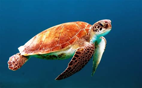 находящаяся на грани вымирания морская черепаха бисса | Sea turtle, Turtle, Giant sea turtle