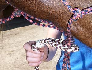 Horse Training (Using Clipless Lead Ropes) - Little Joe Handmade Horse Gear