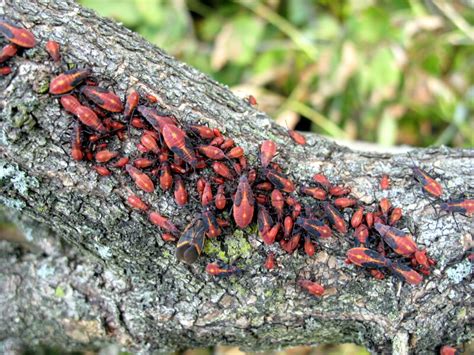 The Joyce Road Neighborhood: Boxelder Bug