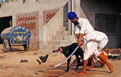 Chatka | Traditional practice of 'Chatka' (decapitation with… | Flickr