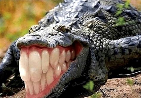 r/cursedImages | what if crocodiles had teeth : u/Falex_animations