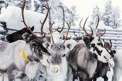 12 Surprising Facts About Reindeer