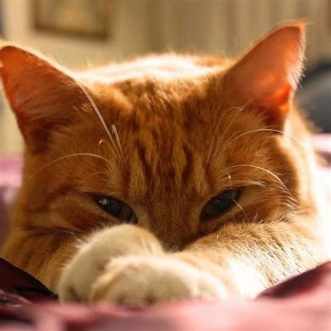 ginger tabby cat names - Ha Hagan