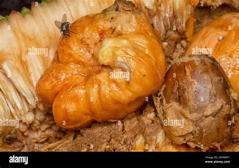 rotten flesh of the Artocarpus integer inner fruit Stock Photo - Alamy