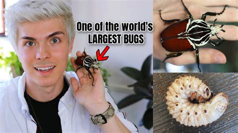 Unboxing a GIANT GOLIATH BEETLE + LARVAE - YouTube