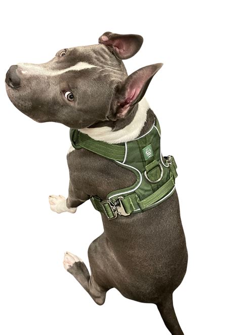The best Heavy Duty Accessories for your Bully breed! – Bully Wags
