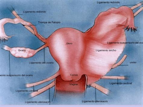 Anatomía de la Trompa de Falopio Una guía completa de sus partes