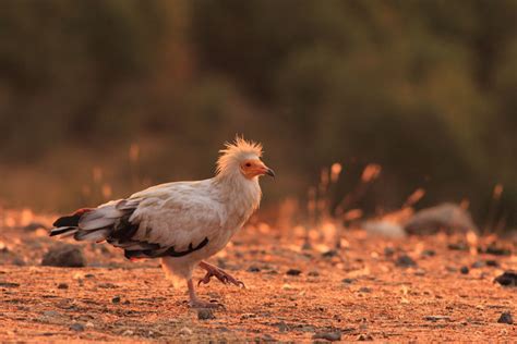 How are Egyptian Vultures perceived? - Vulture Conservation Foundation