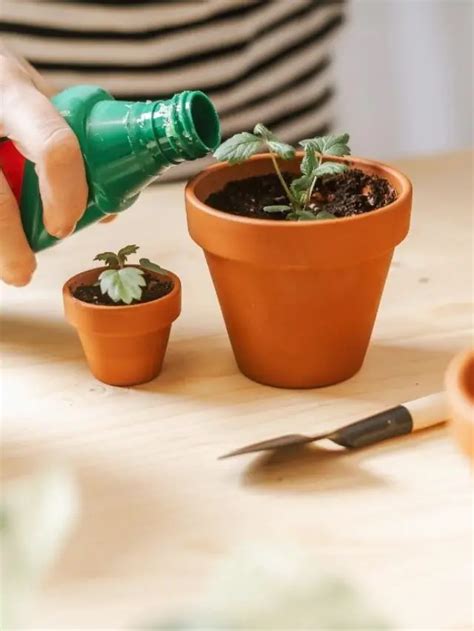 A guide to fertilizing houseplants - The Contented Plant