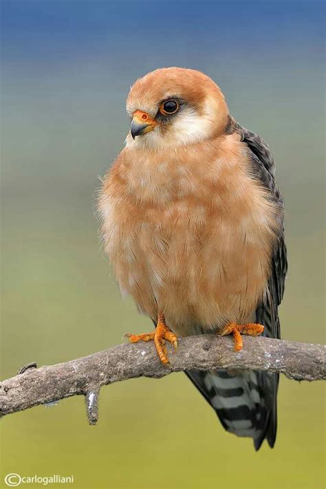 Red-footed Falcon