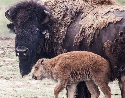 Northern Colorado bison project uses high-tech breeding to halt disease ...