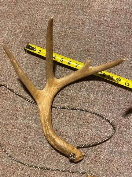 Rattling antlers - Gregg Auctions