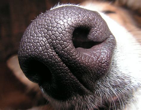 Bestand:Dogs nose.jpg - Wikipedia