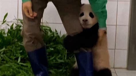 Watch: Clingy panda named Fu Bao holds on to zookeeper’s leg in South ...