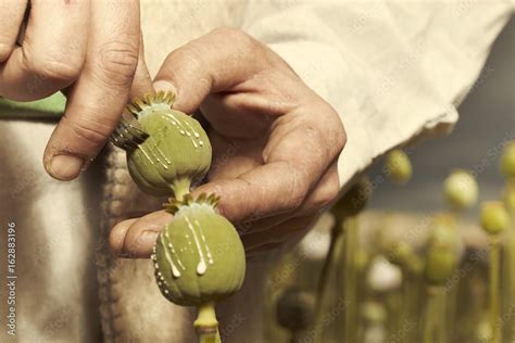 Detail of cutting poppy heads with knife to harvest opium latex Stock Photo | Adobe Stock