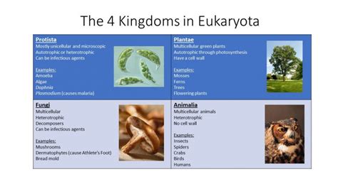 Essential Knowledge: Classification-Eukarya - PEER Program (Youth STEM ...