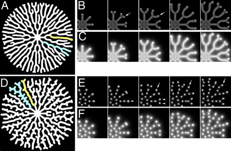 Distinctive Dendritic Patterns Obtained from the Computer Simulation of ...