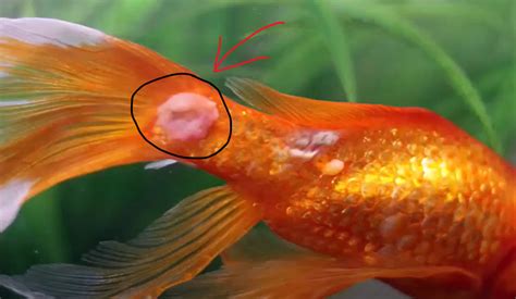 How To Cure fish fungal infection treatment - FishTankLover