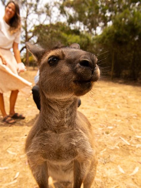 A Kangaroo Island Wildlife Park Guide - Australian Traveller