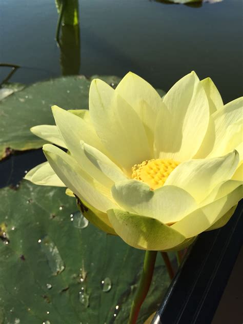 Yellow lotus flower | Lotus flower pictures, Flower pictures, Flowers