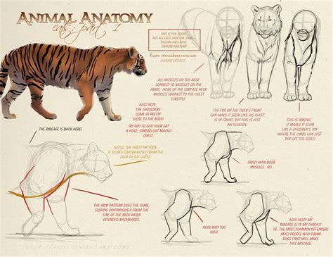 Tiger reference *front legs* | Cat anatomy, Feline anatomy, Animal drawings