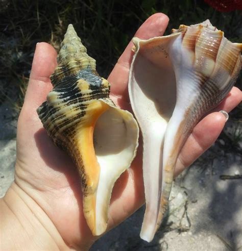 Tammy’s horse conch and whelk shells Tammy's horse conch and whelk shells – I Love Shelling